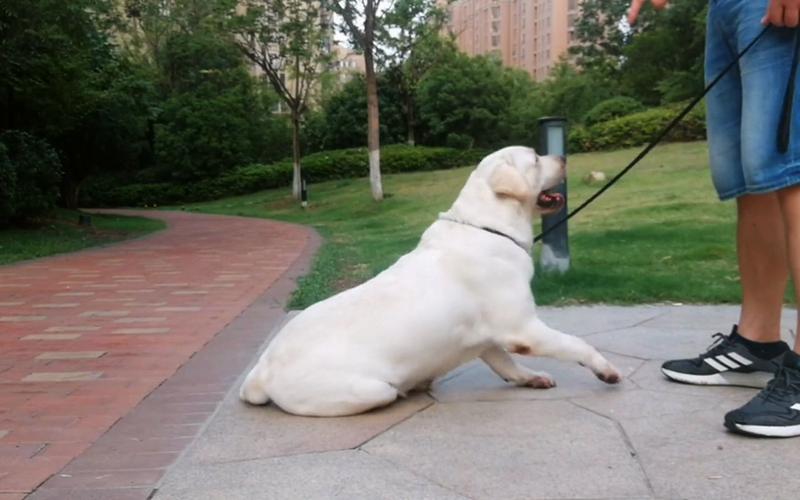 怎么训练小狗坐下视频