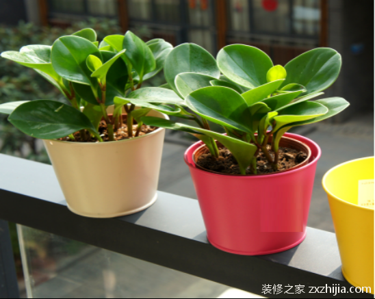 盆栽碧玉种植方法