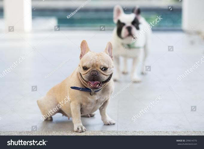 怎么训练斗牛犬坐