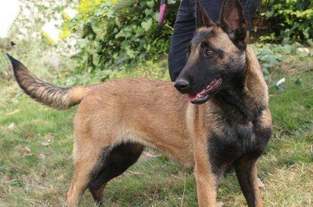 马犬怎么训练人养