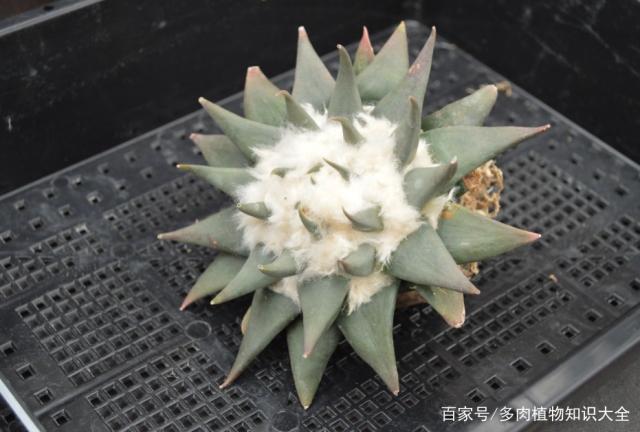 仙人牡丹的养殖方法