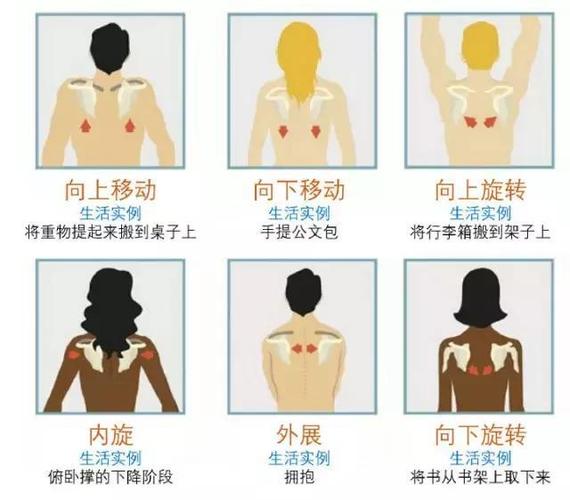 肩胛骨运动方式