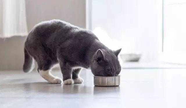 猫咪喝水多 不吃东西