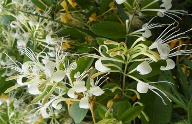 花卉金银花栽培方法