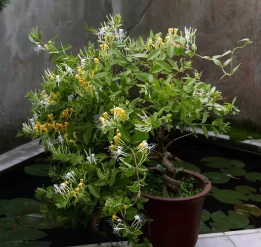 盆栽金银花怎样栽培