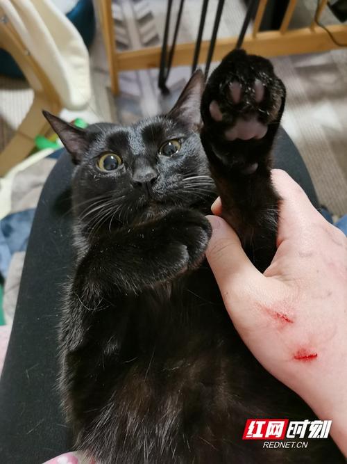 猫挠东西是什么原因