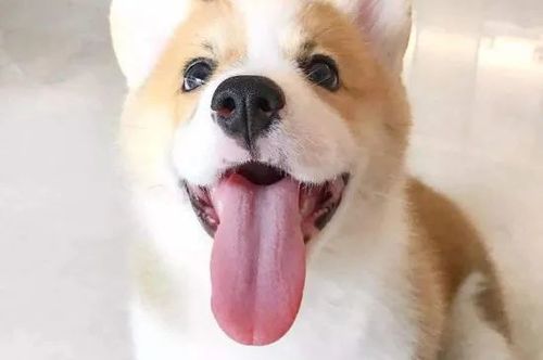狗舌头缩不回去流口水吃不了东西