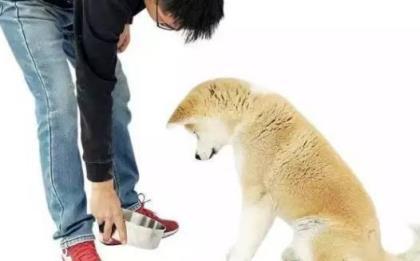 怎么阻止狗随地捡东西