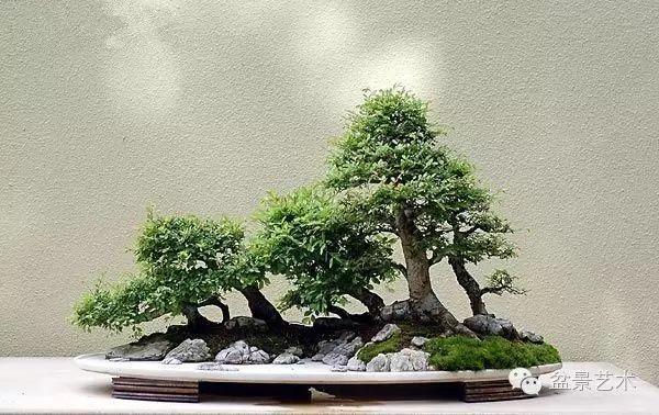 丛林盆景栽培四忌