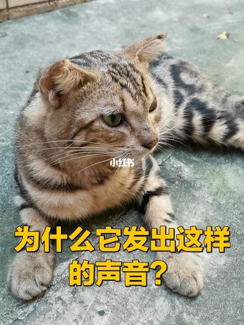会发出不同的喵声的东西