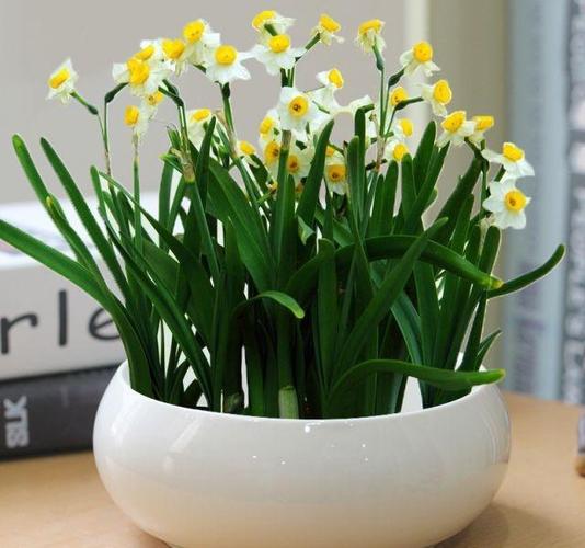 水仙花用土怎么栽培