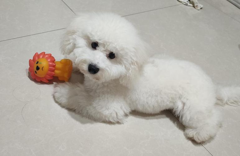 二个月的比熊训练什么