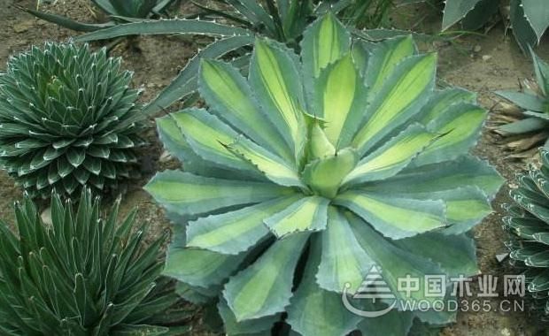 龙舌兰的养殖方法