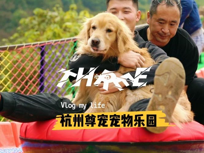 杭州狗狗训练学校