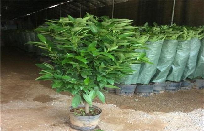 平安树的栽培技术
