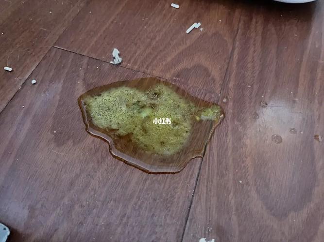 猫呕吐 三天不吃东西怎么办