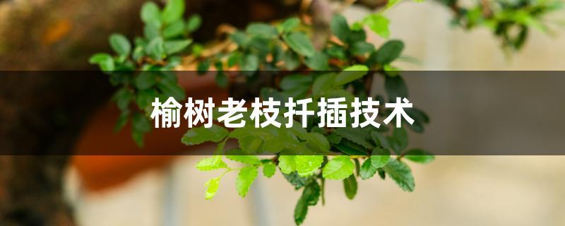 榆树栽培方法