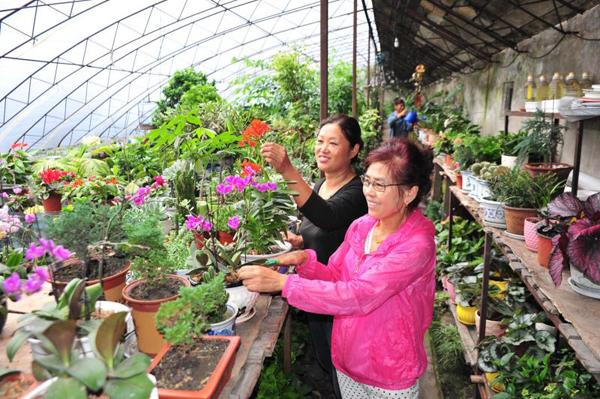 花卉技术栽培