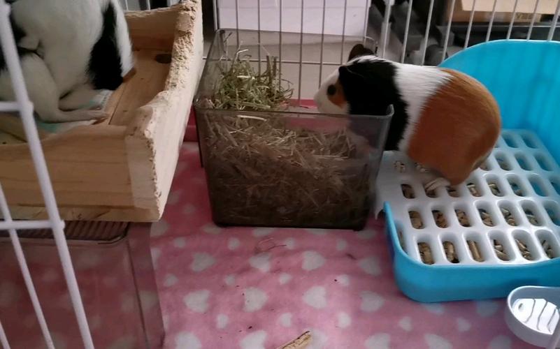 如何训练荷兰猪上厕所