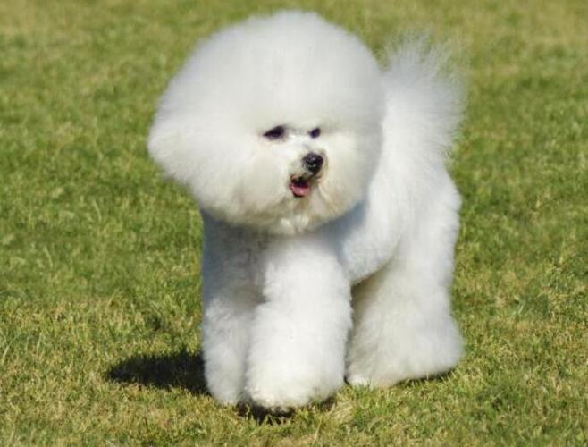 专业比熊犬的训练方法