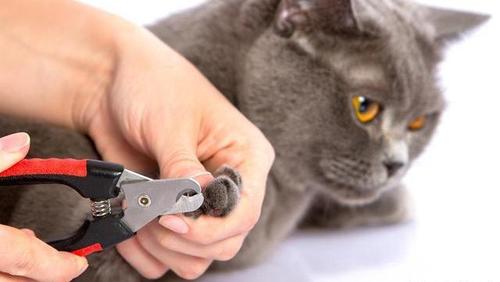 猫咪喜欢抓东西怎么办