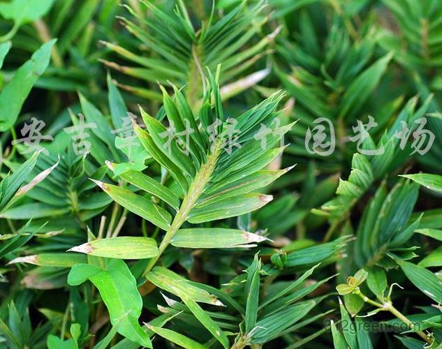 翠竹地被栽培