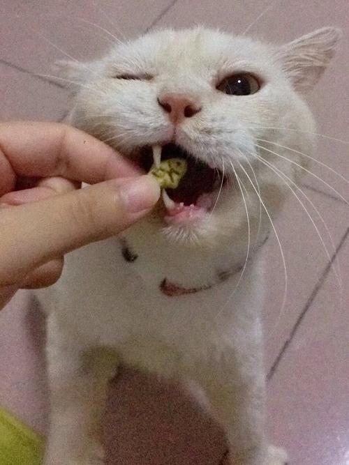 猫拔牙后不吃东西