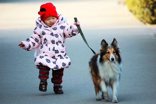 怎么训练狗狗跟人散步