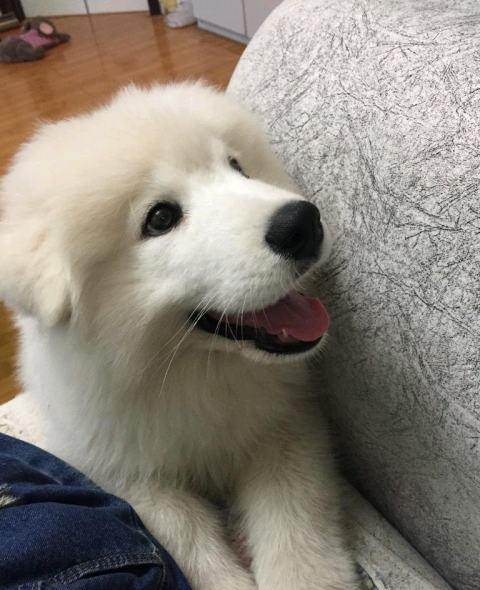 训练三个月萨摩耶
