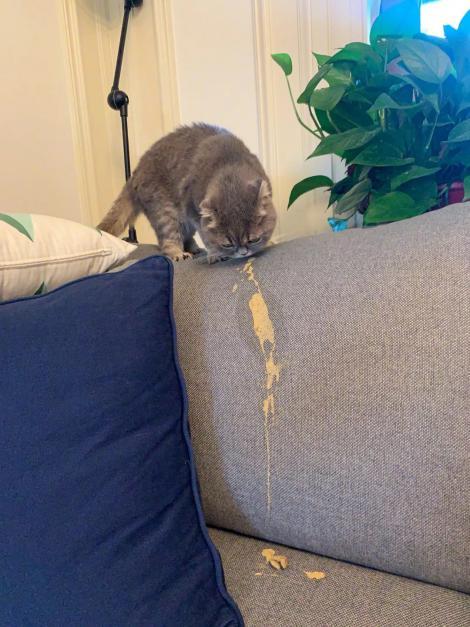 猫咪呕吐 吐不出东西怎么办