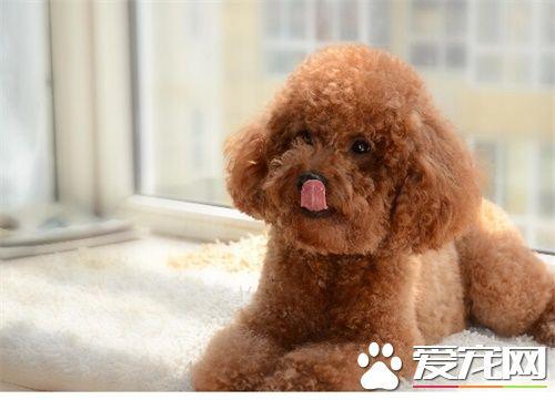 泰迪狗洗澡注意什么东西