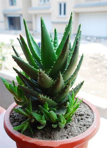 中华芦荟怎么栽培