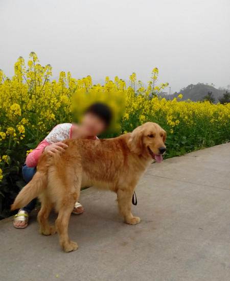 金毛2岁如何训练随行