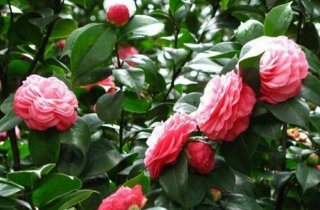 茶花栽培