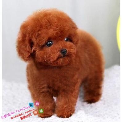 基础训练泰迪幼犬视频