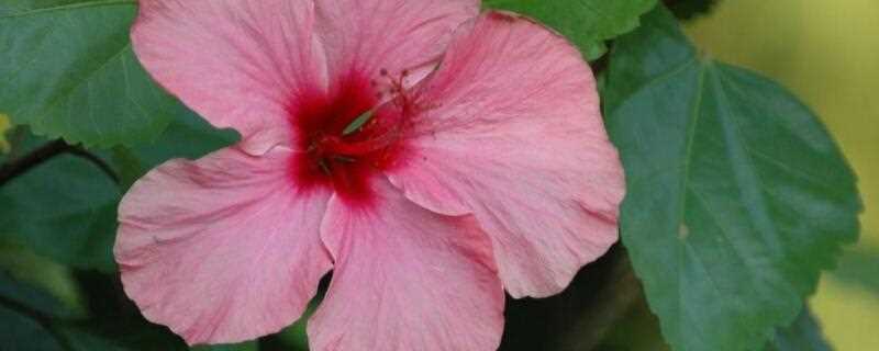 芙蓉叶的栽培