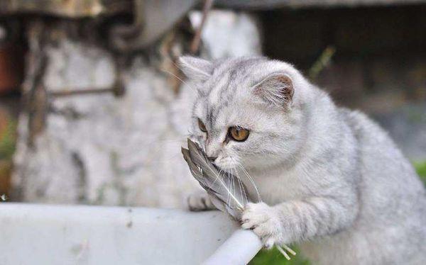 猫咪生病吃什么东西怎么办