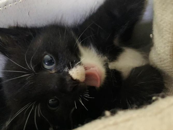 猫咪吐黑色东西怎么办