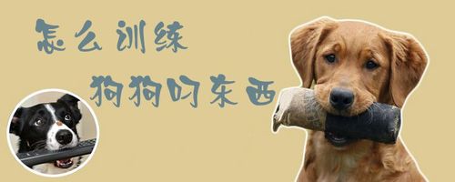 怎么样训狗叼东西视频