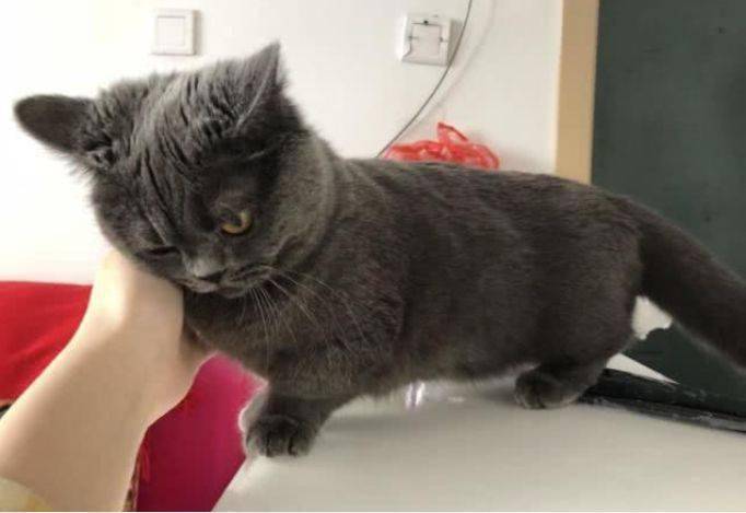 猫总爱用脖子蹭东西怎么办