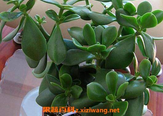 玉树的养殖方法有哪些