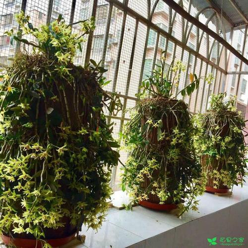 石斛花栽培方法