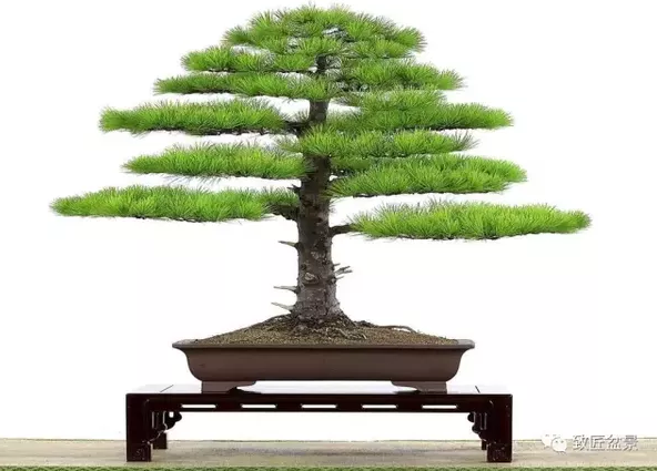 盆栽培育需要什么条件