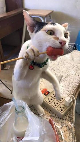 猫咪半个月没吃东西了