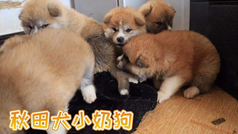 小奶狗不爱吃东西