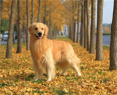 金毛犬怎么训练看家