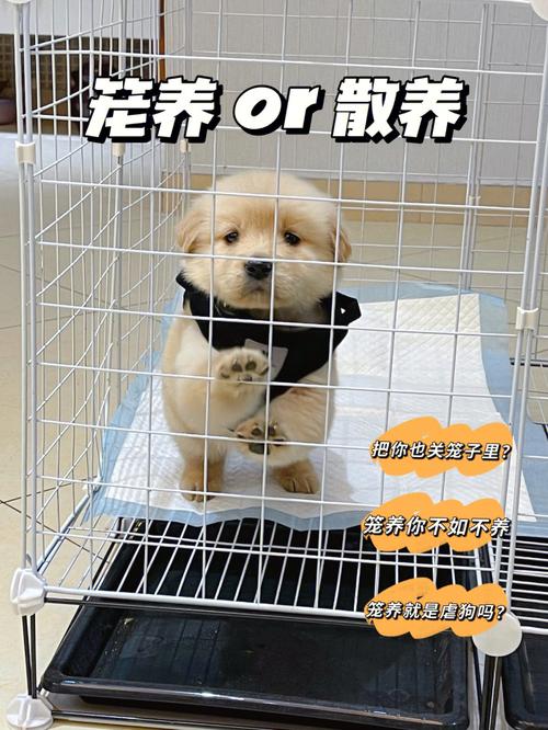 笼养狗里面放的东西