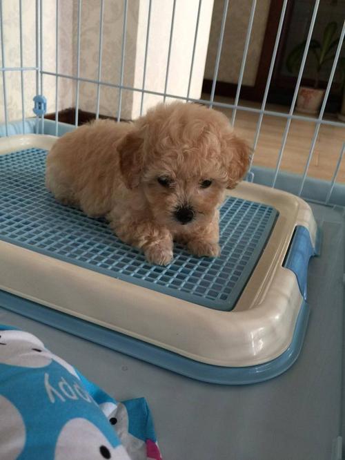 泰迪幼犬吃错东西拉血