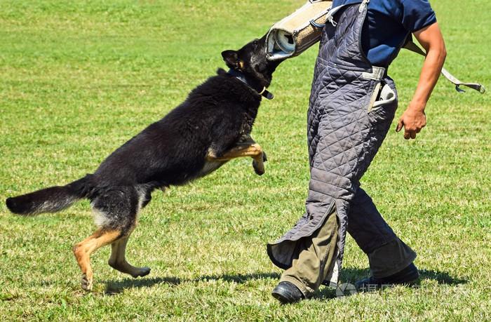 大庆德国牧羊犬训练