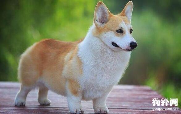 怎样训练柯基犬